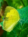 EuremaÃÂ hecabe